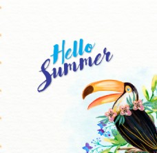 矢量花卉彩绘夏季犀鸟和花卉矢量