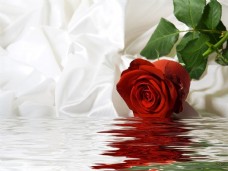 3D立体红色玫瑰戏水背景墙
