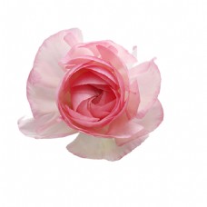 鲜花摄影粉红色玫瑰花素材图片