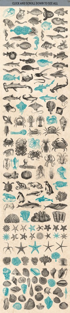 海洋动物素描绘制的海洋各类生物动物
