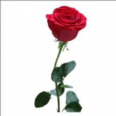鲜花摄影一支玫瑰花素材图片