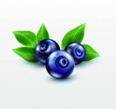 唯美三颗蓝莓矢量水果插画
