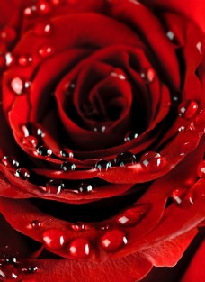 玫瑰果娇艳欲滴火红玫瑰装饰画效果图