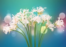 白色花卉背景素材
