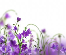 紫色花朵背景素材图片下载