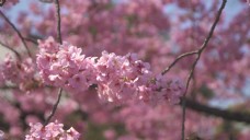 樱桃园粉红色的樱花的花