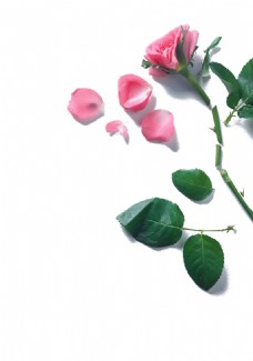 鲜花摄影粉色玫瑰花瓣素材图片