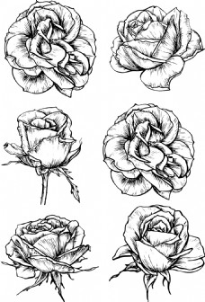 黑白线条手绘玫瑰花插画