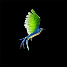 美丽的飞翔的鸟动态效果AVI视频素材下载