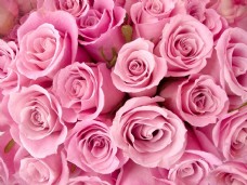 玫瑰果浪漫粉色玫瑰装饰画效果图