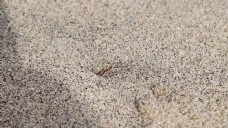 小螃蟹跑进沙子里的洞。