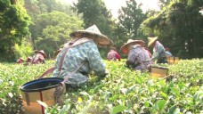 绿化景观台湾茶农