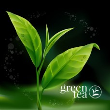 绿色带露水的茶叶插画