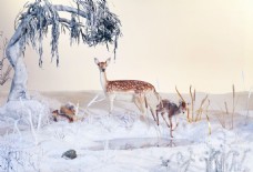 大气冬季小鹿背景