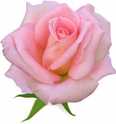 鲜花摄影粉色玫瑰花素材图片
