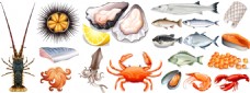 食材海鲜写实新鲜海鲜食材插画