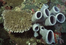 海洋生物   海底鱼类 海水