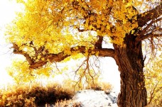 3D彩绘金色古树背景墙