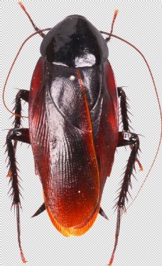 特色红色蟑螂特写免抠png透明图层素材
