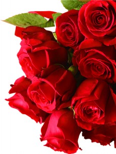 玫瑰花束一束玫瑰花素材图片