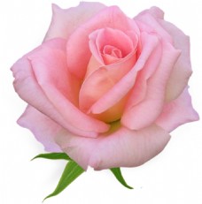 鲜花摄影粉色玫瑰花朵素材图片