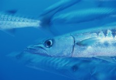 海洋生物蓝色海洋海底鱼类
