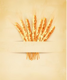 小麦相关矢量素材