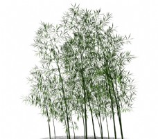 草图大师模型SU植物模型竹子