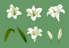 白色花朵图案矢量素材
