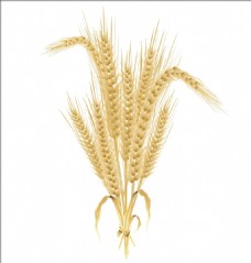 小麦相关干草矢量素材