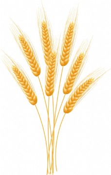 小麦相关图案矢量素材