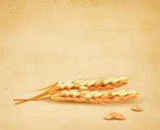 立体创意小麦相关矢量素材