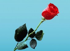 淘宝七夕海报七夕情人节一枝玫瑰