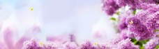 春天海报浪漫紫色花朵背景