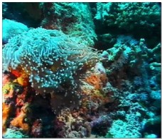 珊瑚水底世界视频素材