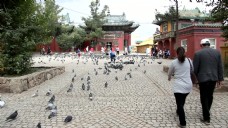 蒙古的鸽子