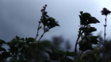寒风中站立在枯枝上的蝙蝠实拍视频