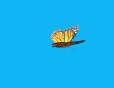 蓝色背景蝴蝶视频素材