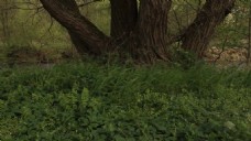 微风下的绿草大树视频