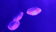 实拍水母运动视频素材