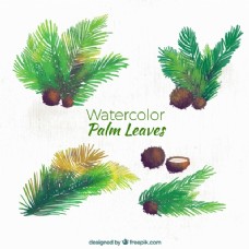 棕榈叶和水彩画椰子