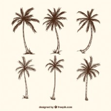 树木棕榈树素描