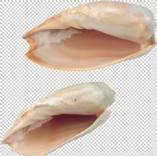 漂亮的海螺贝壳免抠png透明图层素材