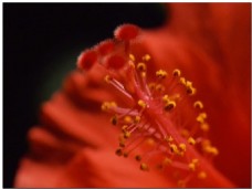 红色花朵动态视频素材
