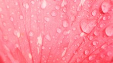 粉色叶子上晶莹水滴流动视频实拍