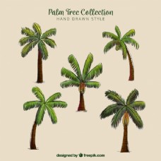 棕榈树的种类