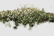木材白色鲜花灌木丛免抠png透明图层素材