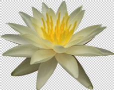 黄色睡莲花免抠png透明图层素材