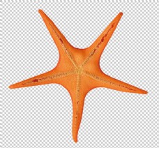 橙色尖角海星免抠png透明图层素材