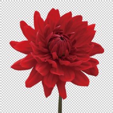牡丹深红色大丽菊免抠png透明图层素材
